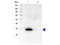 Phospho-NFKB1 (Ser927) Rabbit pAb